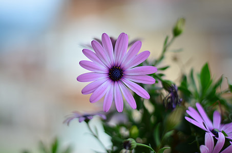 pink osteospermum flowers closeup photography thumbnail