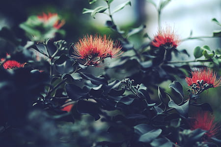 red petaled flowers with green leaves thumbnail