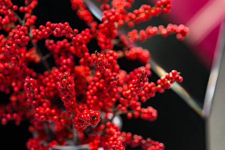 Red rowan in a black-and-white pot thumbnail
