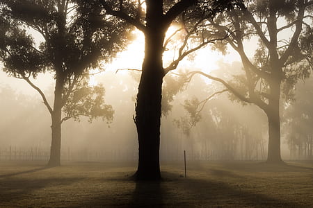 silhouette of trees during sunset thumbnail