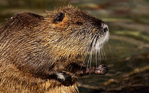 brown beaver on body of water thumbnail