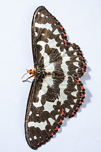 Butterfly, Insect thumbnail