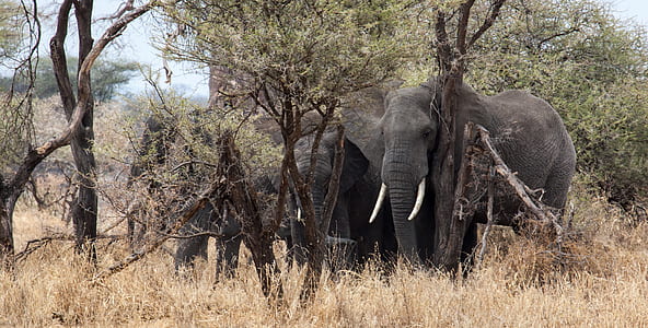 parade of elephants thumbnail