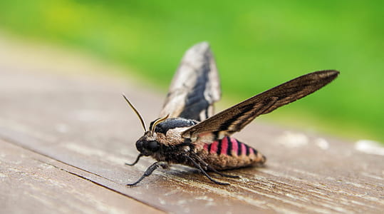 Brown and Black Hawk Moth on Wood thumbnail