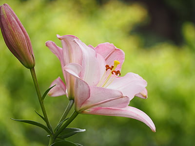 selective focus photography of pink lilies in bloom thumbnail