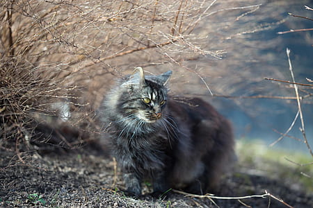 Photo of Cat Beside Leafless Plant thumbnail