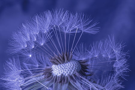 closeup photo of dandelion flower thumbnail