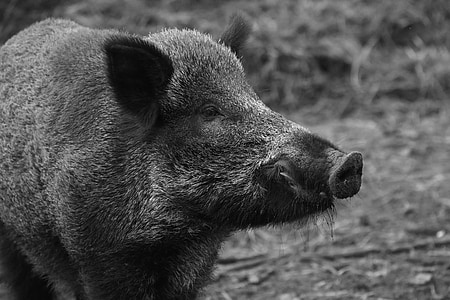 grayscale photo of boar thumbnail