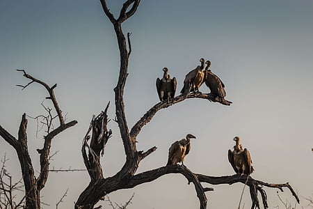 photo of group of vulture on leafless tree thumbnail