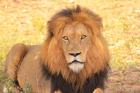 lion resting on brown green grass at daytime thumbnail