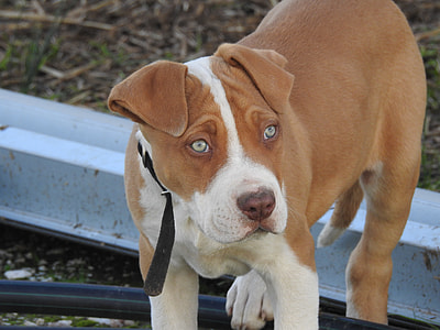 closeup photography of tan and white American pit bull terrier puppy thumbnail