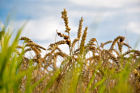 sky, field, agriculture, grass thumbnail