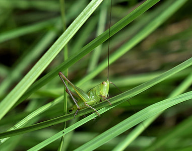 Grasshopper, Katydid thumbnail