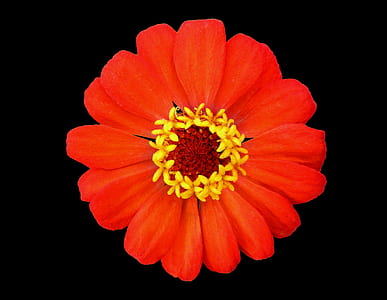 close-up photo of red zinnia flower thumbnail