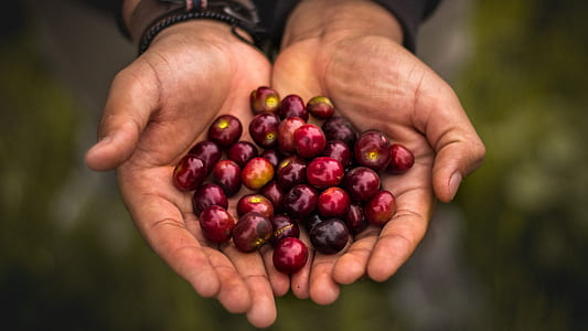 Jamaican cherries thumbnail