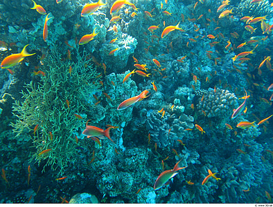 underwater photography of shoal of yellow fish thumbnail