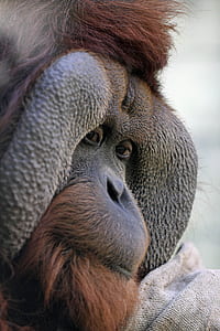 shallow focus photography of chimpanzee thumbnail
