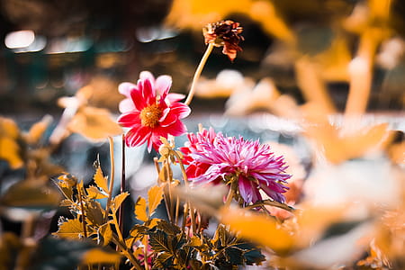 Shallow Focus Photography Of Pink And Red Petaled Flowers thumbnail