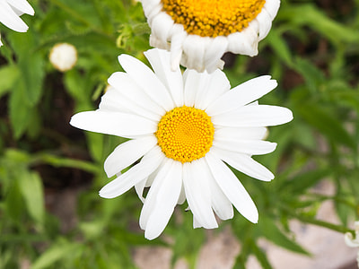 selective focus photography of ox eye daisy flower in bloom thumbnail