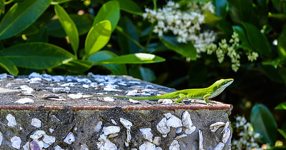 Green Lizard on Top of Gray Surface thumbnail