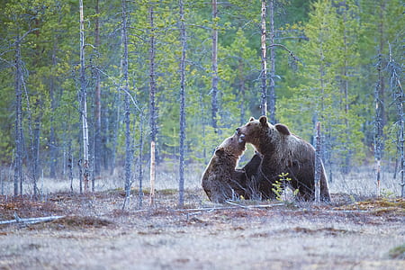 two grizzly bear playing thumbnail