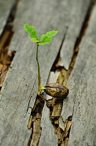 green leaf plant on wooden slab thumbnail