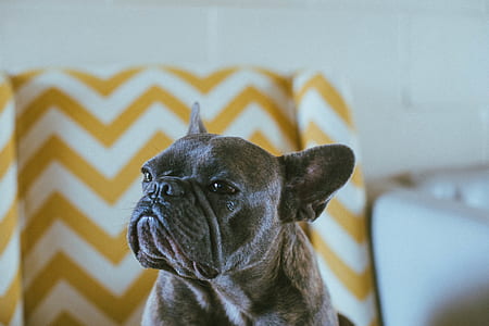 closeup photography of adult brown French bulldog thumbnail