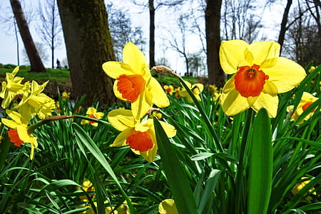 close up photo of flower in boom thumbnail