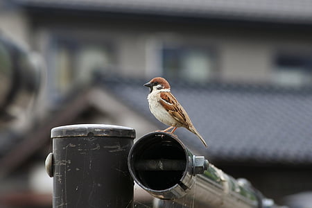 sparrow bird perch on bar thumbnail