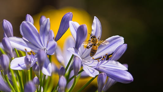 purple flowers thumbnail