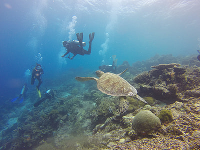 underwater photo of three people wearing diving suits thumbnail