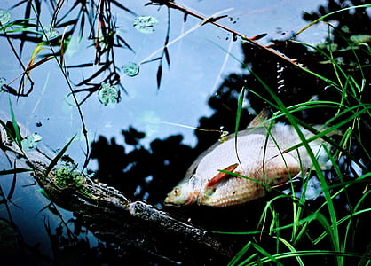 gray fish swimming near branch thumbnail