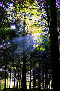 forest tress at daytime thumbnail