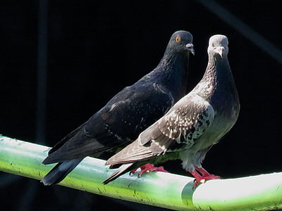 two gray pigeons on green rod thumbnail