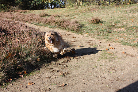 long-coated tan dog thumbnail
