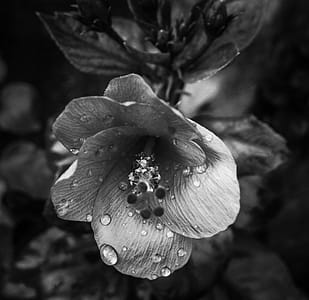 Grayscale Photo of Petaled Flower thumbnail
