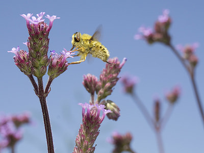 yellow bee on pink flowers thumbnail