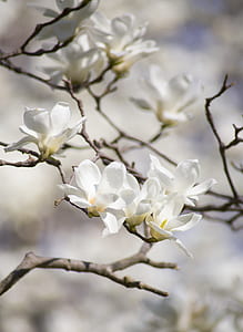 Selective Focus Photography of White Magnolia Flowers thumbnail