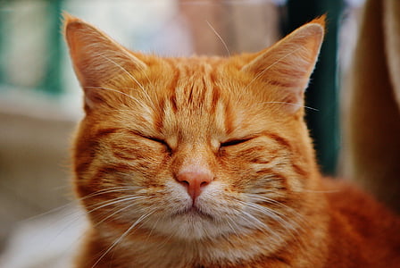 photo of orange tabby cat thumbnail