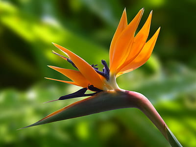 closeup photography of bird of paradise flower thumbnail
