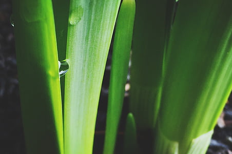 close up photo of green plant with water dew thumbnail