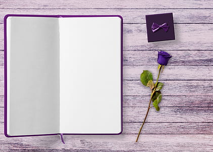 opened empty purple book beside purple rose flower thumbnail