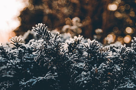 green plant covered by snow during daytime thumbnail