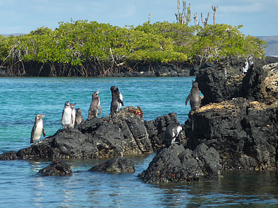 Galápagos Penguin, Spheniscus Mendiculus thumbnail