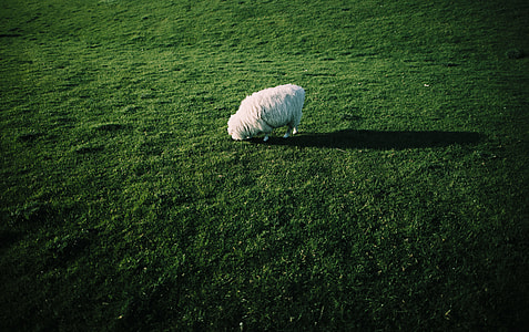 white sheep thumbnail