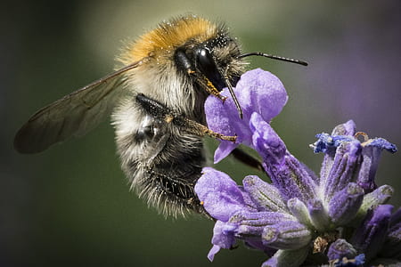 closeup photography of honeybee perched on purple flower thumbnail