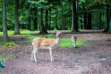 two beige doe inside forest thumbnail