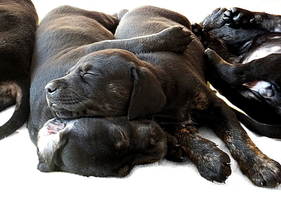 two short-coated black dogs thumbnail