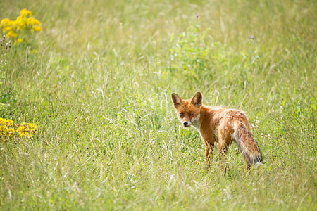 brown fox on green field thumbnail