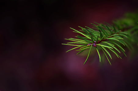 green pine leaf thumbnail